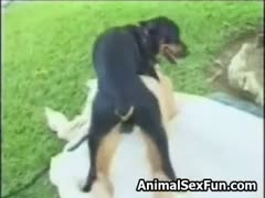 The dog fucked a hot milf amateur in a bizarre video.